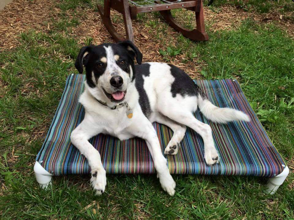 dog laying on doggie cot